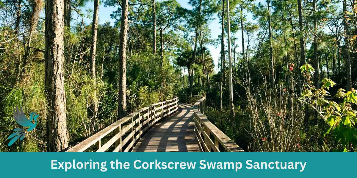 Exploring the Corkscrew Swamp Sanctuary