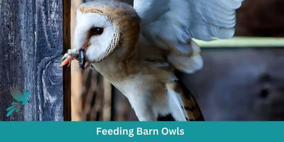 Feeding Barn Owls