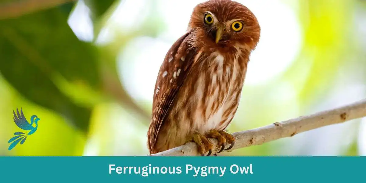 Meet the Mini Marvel: The Ferruginous Pygmy Owl Guide