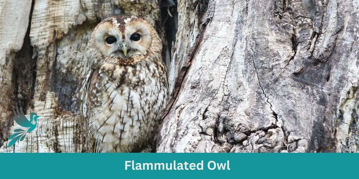 Master of Camouflage: Guide to the Flammulated Owl