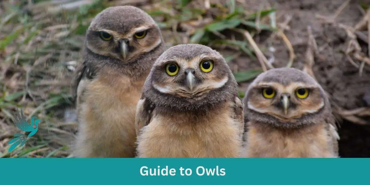 Guide to Owls