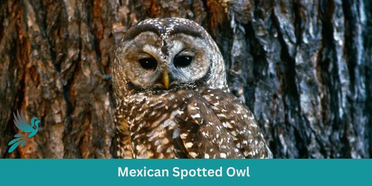 Definitive Guide to Mexican Spotted Owl