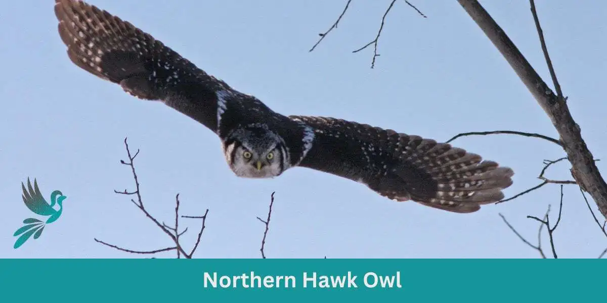Perched High: Guide to the Northern Hawk Owl