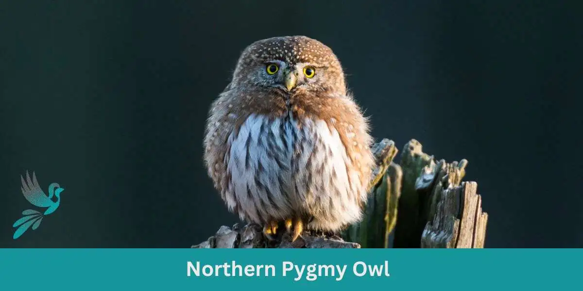 The Petite Predator: Guide to the Northern Pygmy Owl