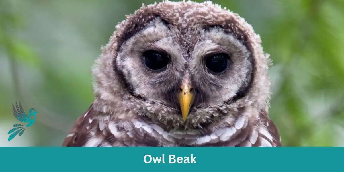 Owl Beak