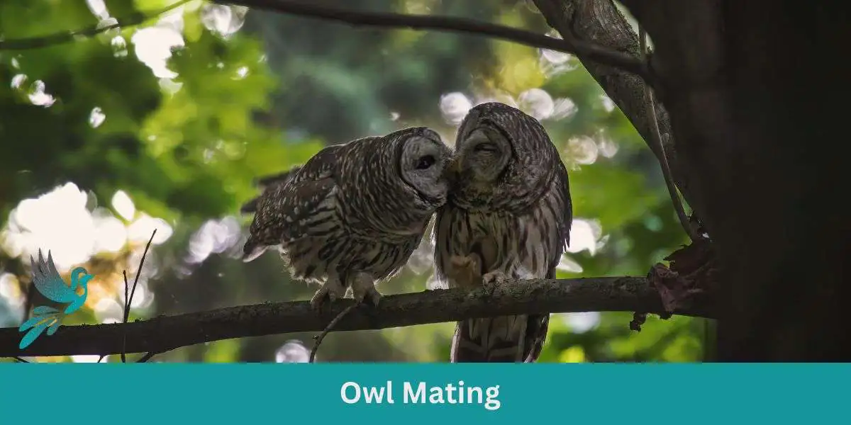 Owl Mating