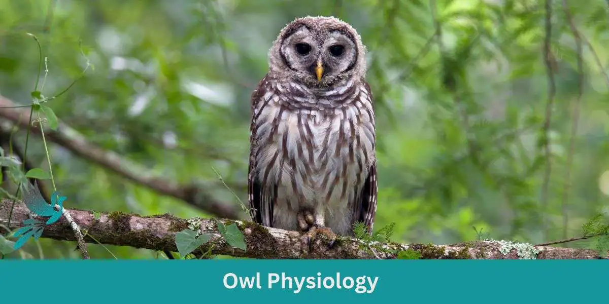 Owl Physiology