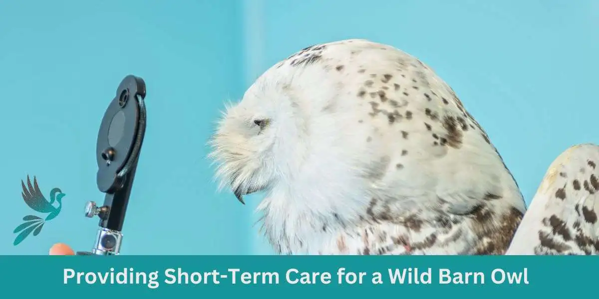 Short-Term Care for a Wild Barn Owl