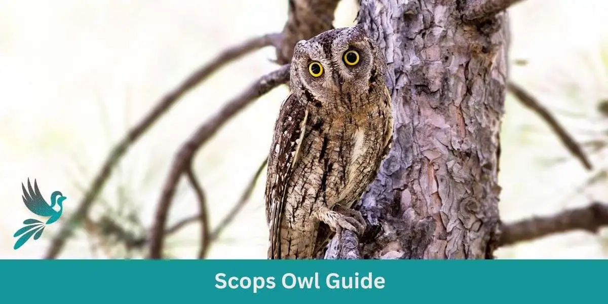 Scops Owl