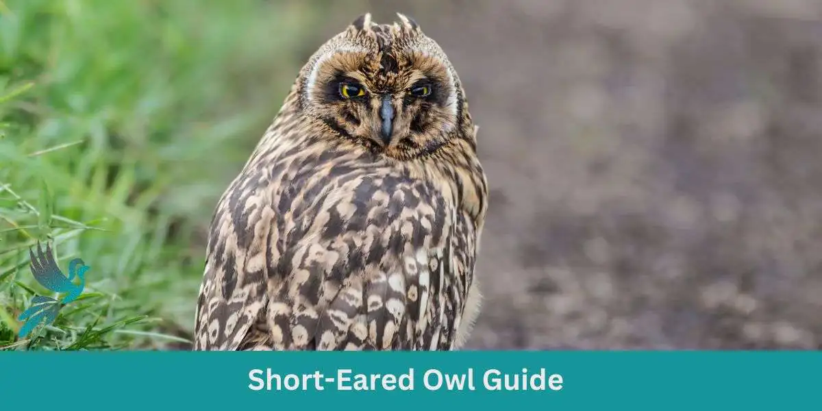Short-Eared Owl