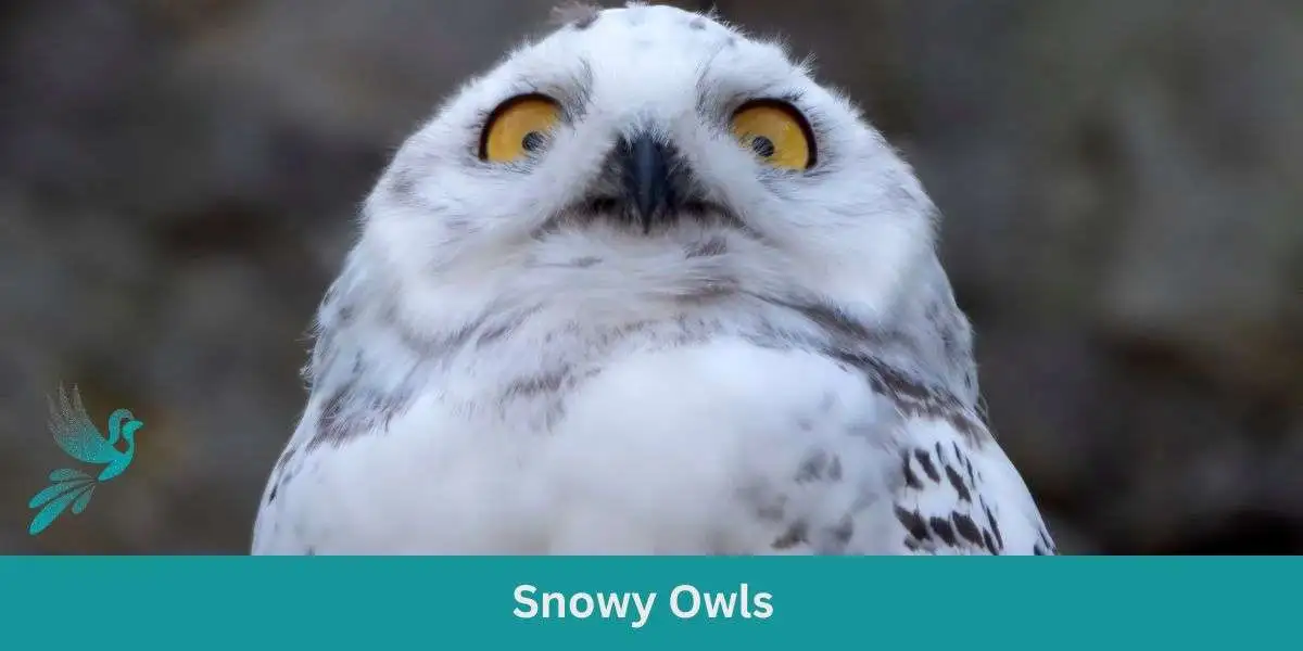 Snowy owls