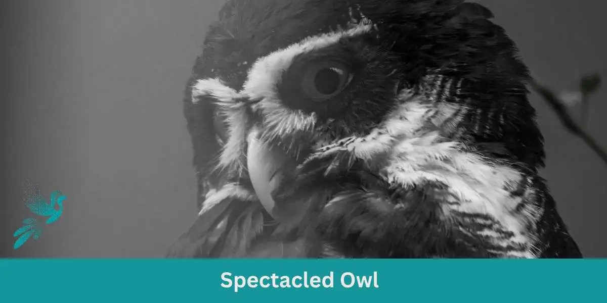 Behind the Glasses: Spectacled Owl Guide
