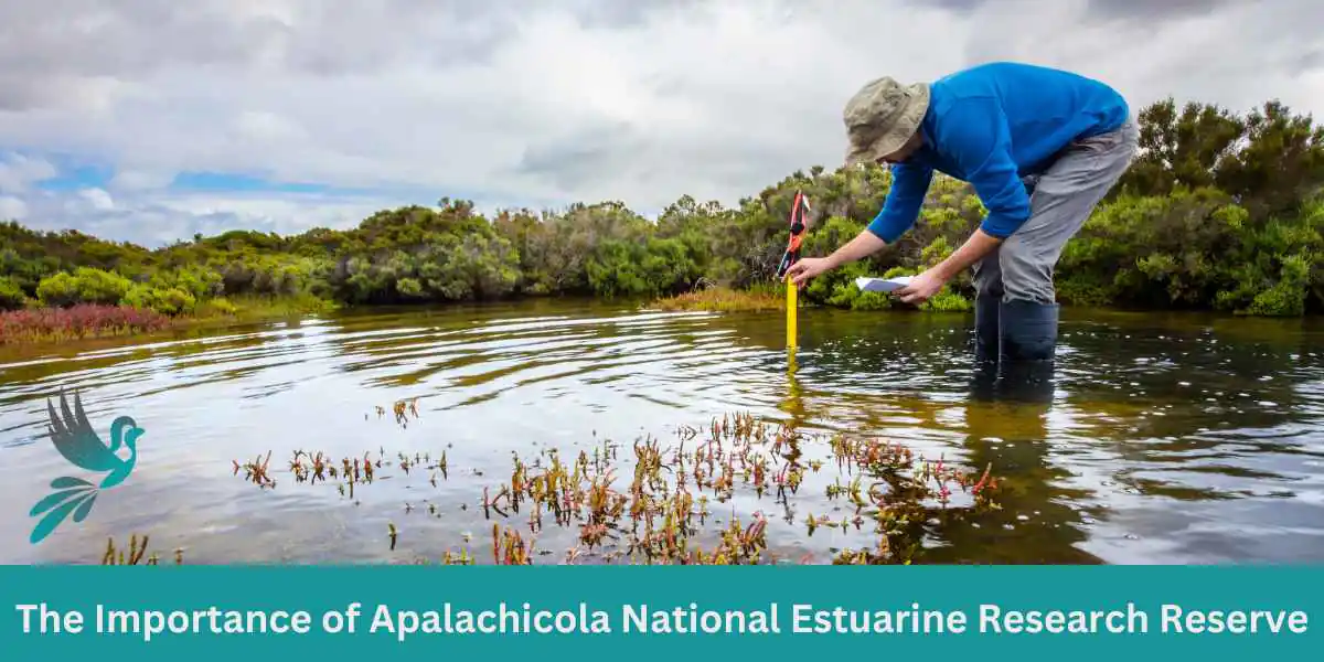 The Importance of Apalachicola National Estuarine Research Reserve