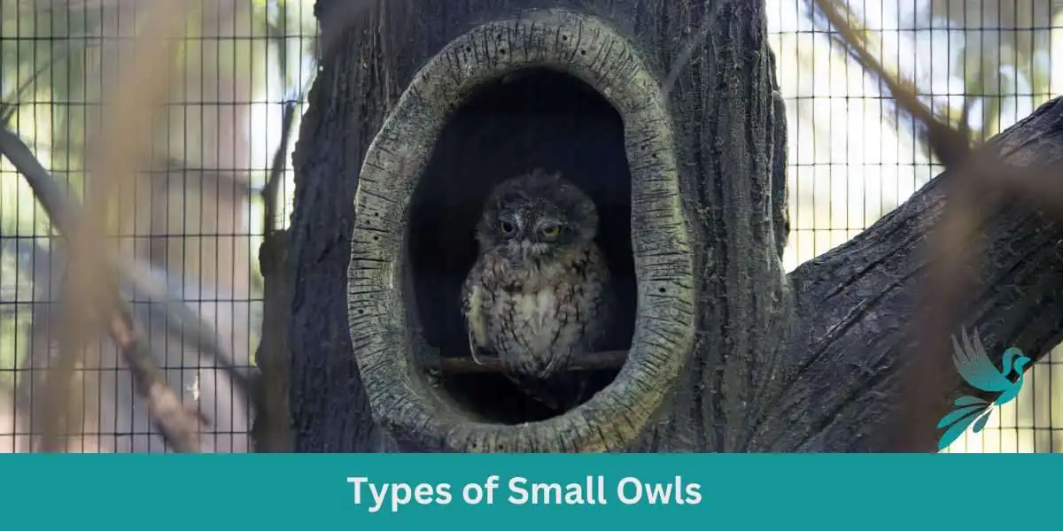 Types of Small Owls