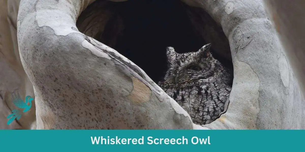 Whiskers in the Wild: Guide to the Whiskered Screech Owl