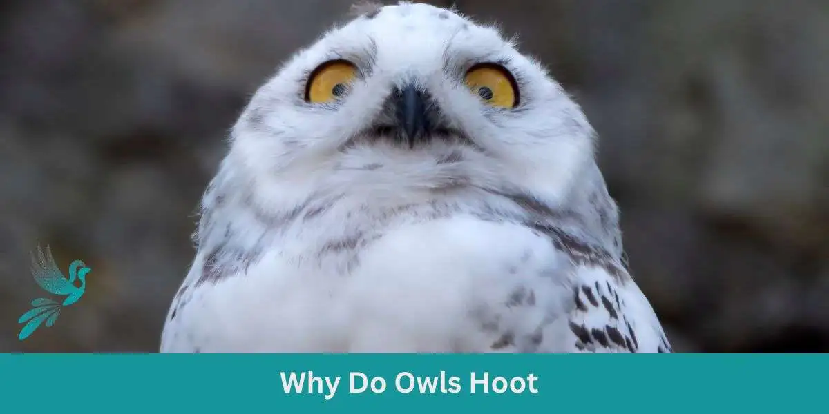 Why Do Owls Hoot